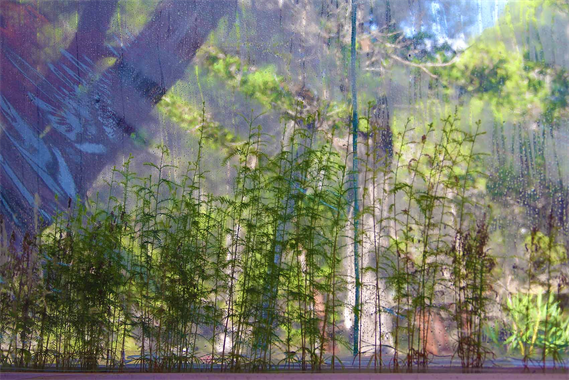 Dapacu Living Walls